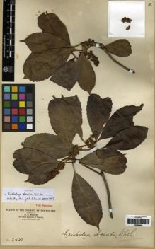Type specimen at Edinburgh (E). Maire, Edouard-Ernest: 2450. Barcode: E00284668.