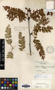Type specimen at Edinburgh (E). Wilson, Ernest: 864A. Barcode: E00284674.