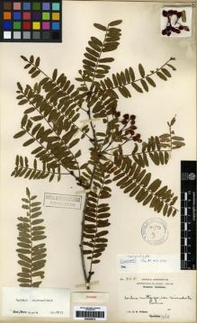 Type specimen at Edinburgh (E). Wilson, Ernest: 864. Barcode: E00284675.