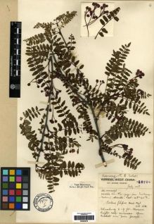 Type specimen at Edinburgh (E). Forrest, George: 16704. Barcode: E00284679.