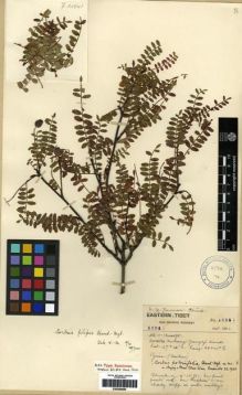 Type specimen at Edinburgh (E). Forrest, George: 20941. Barcode: E00284680.