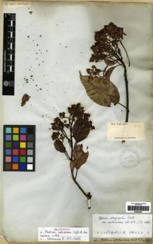 Type specimen at Edinburgh (E). Wight, Robert: 1014. Barcode: E00284681.