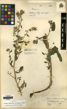 Type specimen at Edinburgh (E). Kingdon-Ward, Francis: 492. Barcode: E00284684.