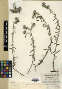 Type specimen at Edinburgh (E). Farrer, Reginald; Purdom, William: 3. Barcode: E00284686.