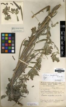 Type specimen at Edinburgh (E). Forrest, George: 6436. Barcode: E00284688.