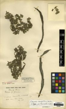 Type specimen at Edinburgh (E). Forrest, George: . Barcode: E00284689.