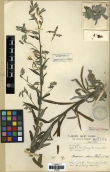 Type specimen at Edinburgh (E). Forrest, George: 11188. Barcode: E00284692.