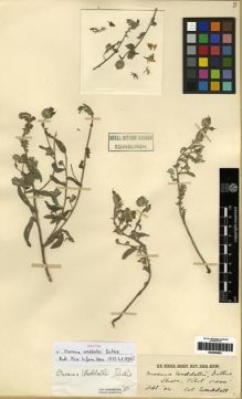 Type specimen at Edinburgh (E). Waddell, Laurence Austine: . Barcode: E00284693.