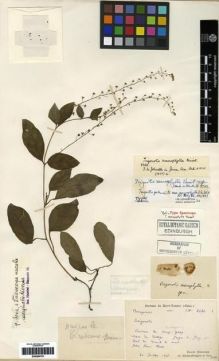 Type specimen at Edinburgh (E). Bodinier, Emile: 2426. Barcode: E00284701.