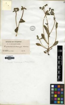 Type specimen at Edinburgh (E). Przewalski, Nikolai: . Barcode: E00284711.