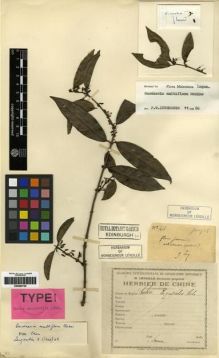 Type specimen at Edinburgh (E). Esquirol, Joseph: 416. Barcode: E00284720.