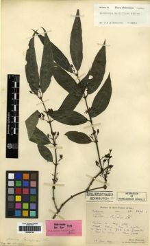 Type specimen at Edinburgh (E). Bodinier, Emile: 2616. Barcode: E00284722.