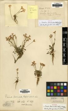 Type specimen at Edinburgh (E). Kingdon-Ward, Francis: 279. Barcode: E00284728.
