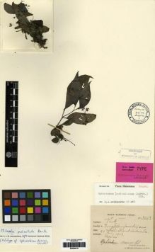 Type specimen at Edinburgh (E). Esquirol, Joseph: 3269. Barcode: E00284737.