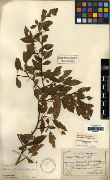 Type specimen at Edinburgh (E). Taquet, Emile: 2828. Barcode: E00284741.