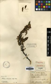Type specimen at Edinburgh (E). Faurie, Urbain: 1558. Barcode: E00284742.
