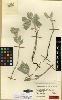 Type specimen at Edinburgh (E). Rechinger, Karl: 11205. Barcode: E00284755.