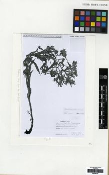 Type specimen at Edinburgh (E). Sumbul, Hüseyin: 3345. Barcode: E00284761.