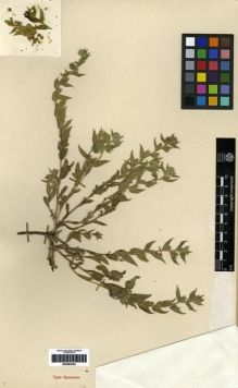 Type specimen at Edinburgh (E). Nikitin, V.: 3575. Barcode: E00284764.