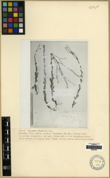 Type specimen at Edinburgh (E). Woronow, Georg: 9812. Barcode: E00284784.