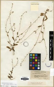 Type specimen at Edinburgh (E). Balansa, Benedict: . Barcode: E00284786.