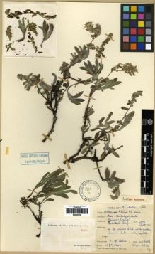 Type specimen at Edinburgh (E). Davis, Peter; Attila, A.; Bilger, K.: 15059. Barcode: E00284796.