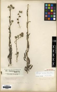 Type specimen at Edinburgh (E). Kotschy, Carl (Karl): 241. Barcode: E00284805.