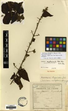 Type specimen at Edinburgh (E). Esquirol, Joseph: 729. Barcode: E00284813.