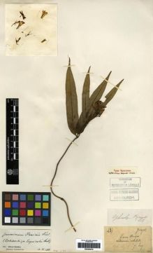 Type specimen at Edinburgh (E). Esquirol, Joseph: 437. Barcode: E00284818.