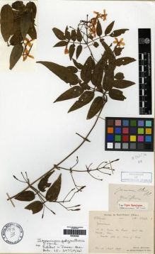 Type specimen at Edinburgh (E). Bodinier, Emile: 1342. Barcode: E00284828.