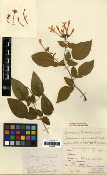 Type specimen at Edinburgh (E). Laborde, J.; Bodinier, Emile: 1890. Barcode: E00284832.