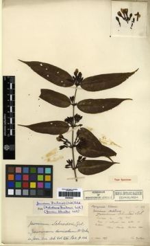 Type specimen at Edinburgh (E). Ducloux, Francois: 112. Barcode: E00284841.