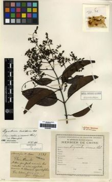 Type specimen at Edinburgh (E). Esquirol, Joseph: 1577. Barcode: E00284845.