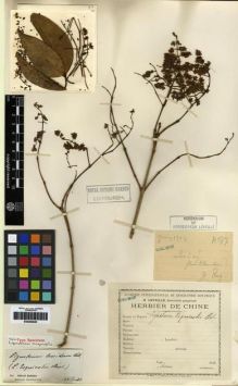 Type specimen at Edinburgh (E). Esquirol, Joseph: 87. Barcode: E00284846.