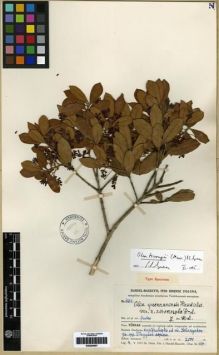 Type specimen at Edinburgh (E). Handel-Mazzetti, Heinrich: 6203. Barcode: E00284857.
