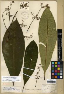 Type specimen at Edinburgh (E). Henry, Caroline: 12-42. Barcode: E00284859.