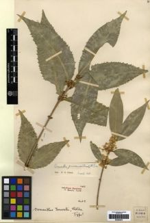 Type specimen at Edinburgh (E). Forrest, George: 21050. Barcode: E00284874.