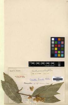 Type specimen at Edinburgh (E). Forrest, George: 21050. Barcode: E00284875.