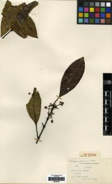 Type specimen at Edinburgh (E). Kerr, Arthur: 17767. Barcode: E00284878.