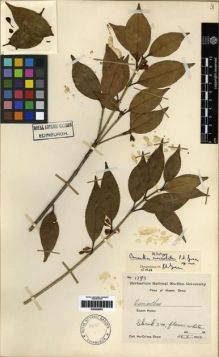 Type specimen at Edinburgh (E). Chow, Ho-Ch'ang: 1793. Barcode: E00284883.