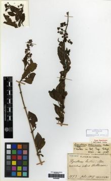Type specimen at Edinburgh (E). Faurie, Urbain: 1873. Barcode: E00284888.