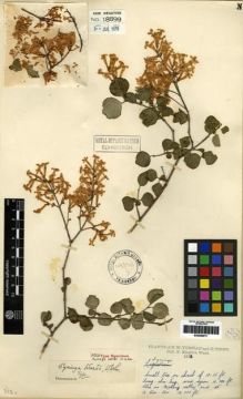 Type specimen at Edinburgh (E). Kingdon-Ward, Francis: 312. Barcode: E00284911.