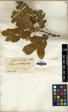 Type specimen at Edinburgh (E). Regel, A.: . Barcode: E00284919.