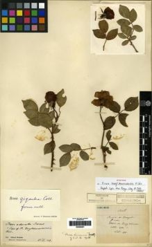 Type specimen at Edinburgh (E). Maire, Edouard-Ernest: . Barcode: E00284931.