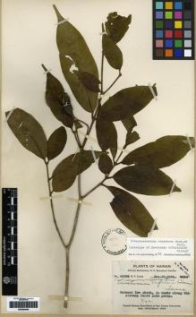 Type specimen at Edinburgh (E). Liang, H.Y.: 64836. Barcode: E00284944.