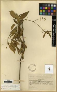 Type specimen at Edinburgh (E). McClure, Floyd: 8975. Barcode: E00284947.