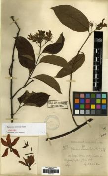 Type specimen at Edinburgh (E). Kerr, Arthur: 1797. Barcode: E00284951.