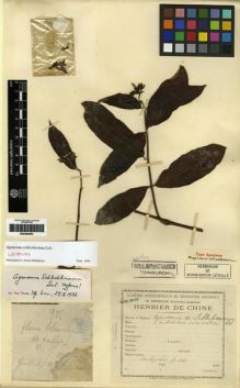 Type specimen at Edinburgh (E). Esquirol, Joseph: 915. Barcode: E00284952.