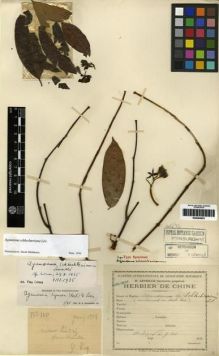 Type specimen at Edinburgh (E). Esquirol, Joseph: 100. Barcode: E00284953.