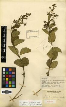 Type specimen at Edinburgh (E). Forrest, George: 4661. Barcode: E00284968. Type specimen at Edinburgh (E). Forrest, George: 4661. Barcode: E00284968.